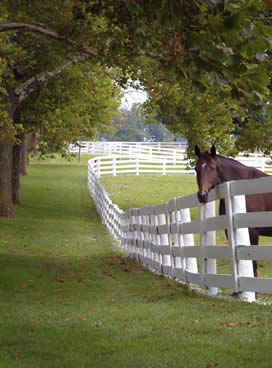 Horse in Corral